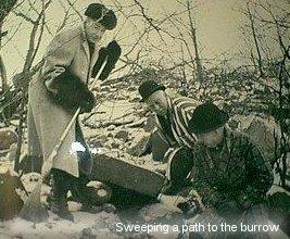 Sweeping a path to the burrow
